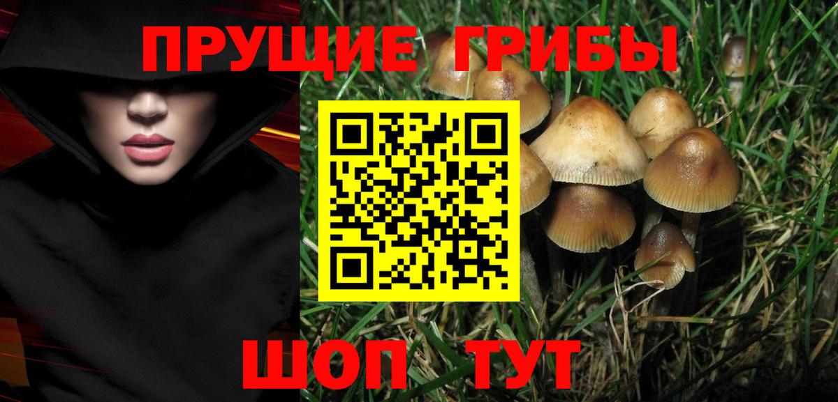 Псилоцибиновые грибы Psilocybe Бийск
